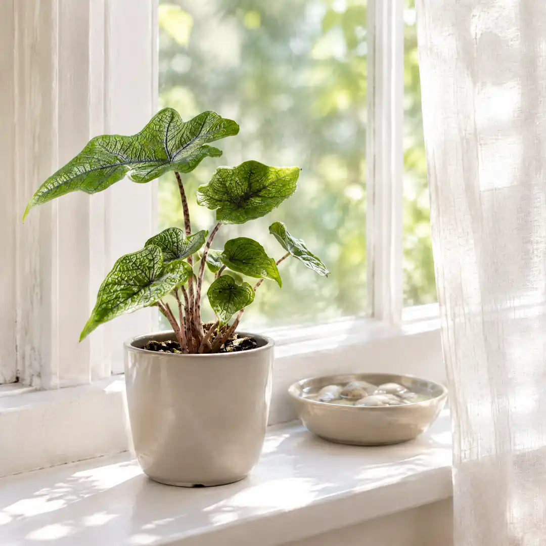 Alocasia Jacklyn auf der Fensterbank im hellen, gefilterten Licht