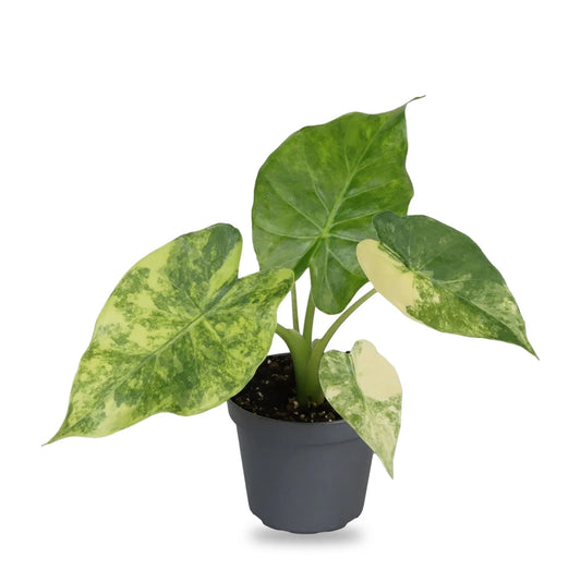 Alocasia macrorrhiza Aurea Variegata im Lieferzustand im grauen 6-cm-Anzuchttopf