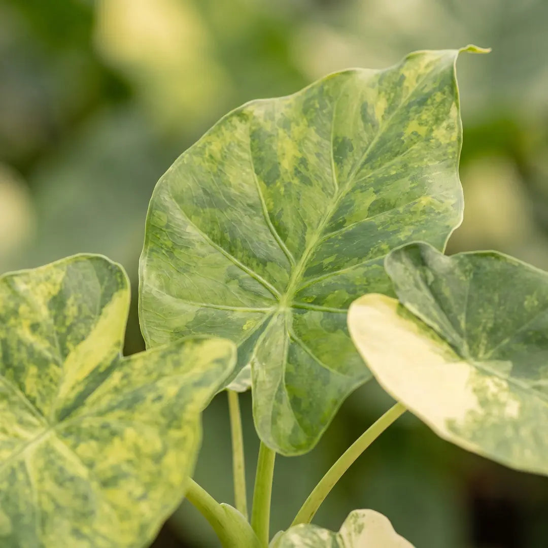 Nahaufnahme der goldgelb marmorierten Blätter der Alocasia macrorrhiza Aurea Variegata