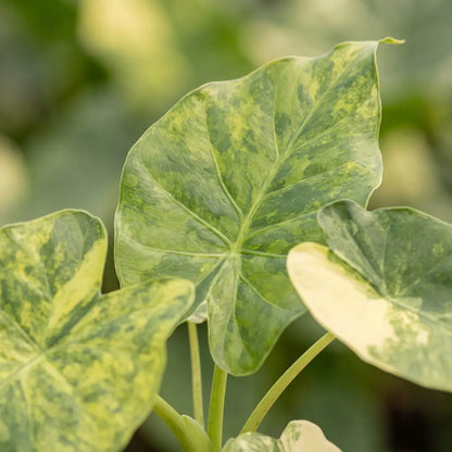 Nahaufnahme der goldgelb marmorierten Blätter der Alocasia macrorrhiza Aurea Variegata