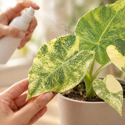 Hand besprüht die panaschierten Blätter der Alocasia macrorrhiza mit Wasser