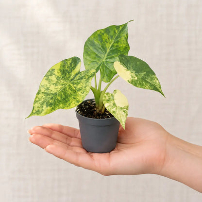 Jungpflanze Alocasia macrorrhiza Aurea Variegata im 6-cm-Topf auf einer Handfläche