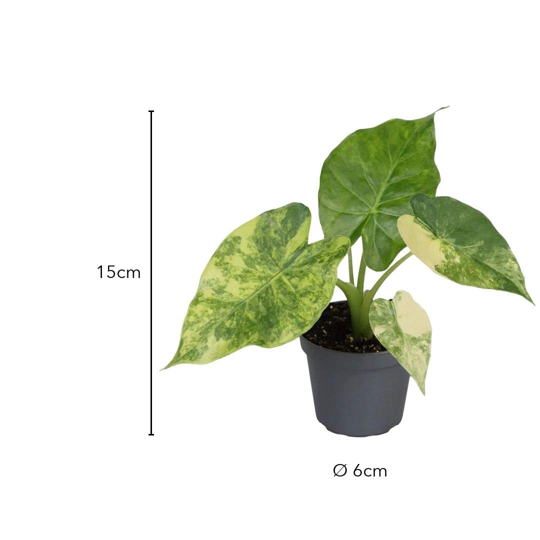 Größe Alocasia macrorrhiza Aurea Variegata: 15 cm, Topf Ø 6 cm