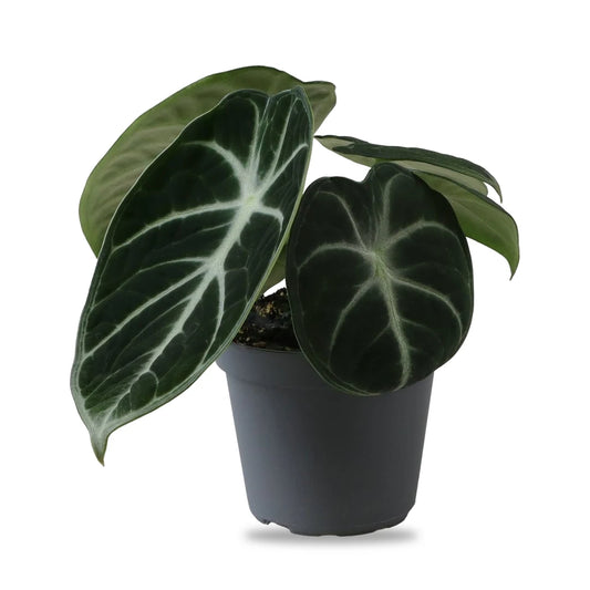 Alocasia Ninja im grauen Anzuchttopf Ø 6 cm, Lieferzustand freigestellt