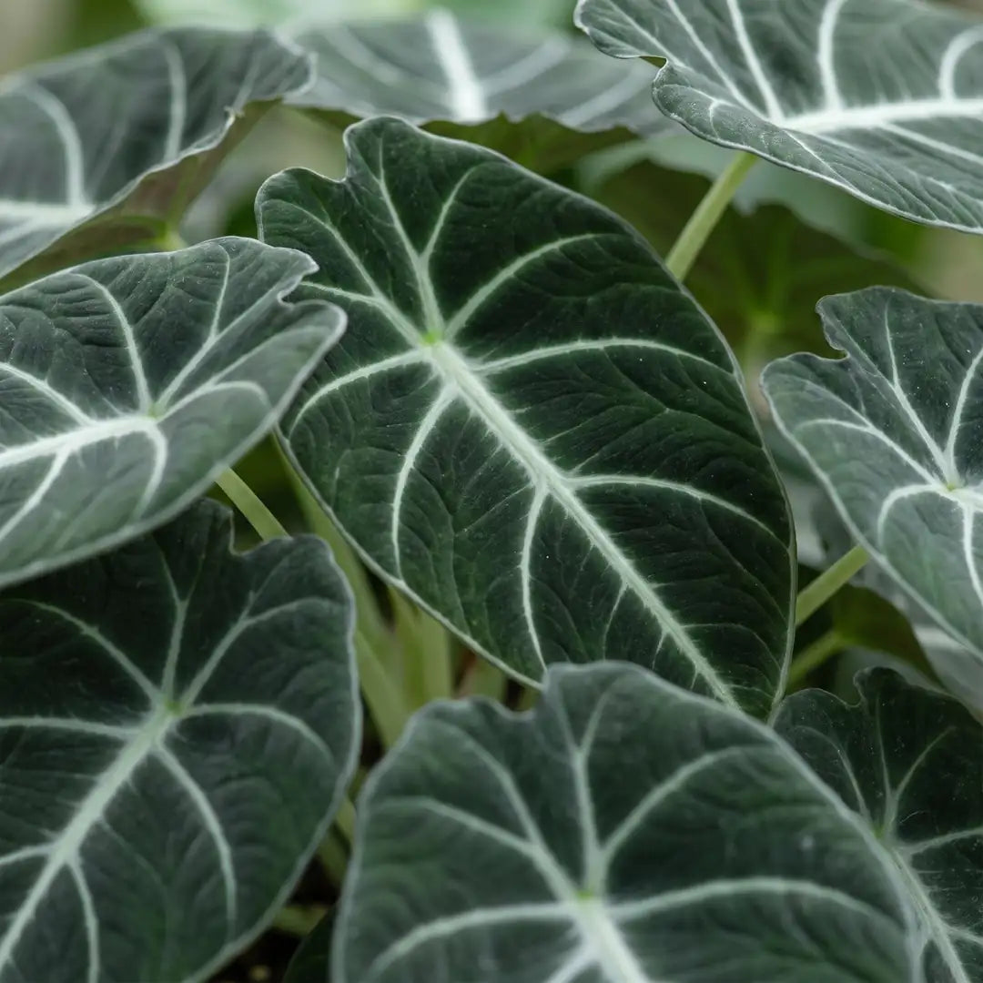 Nahaufnahme der samtigen dunklen Alocasia-Blätter mit silberweißen Adern