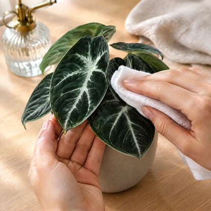 Hände wischen ein Blatt der Alocasia Ninja mit einem weichen Tuch ab