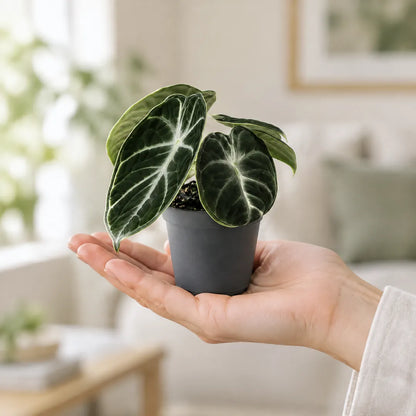 Alocasia Ninja Jungpflanze im 6-cm-Topf auf einer Handfläche als Größenvergleich