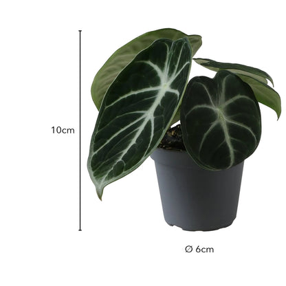 Größe Alocasia Ninja: 10 cm, Topf Ø 6 cm