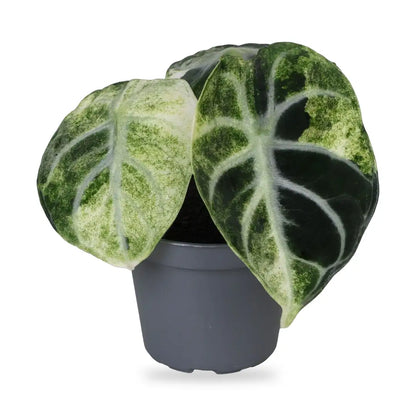 Alocasia Ninja Variegata als Jungpflanze im grauen Ø-6-cm-Kulturtopf im Lieferzustand
