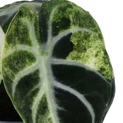 Nahaufnahme eines Blatts der Alocasia Ninja Variegata mit silbrigen Adern und Marmorierung