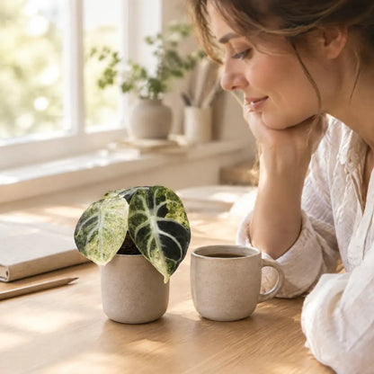 Frau am Schreibtisch betrachtet ihre kleine Alocasia Ninja Variegata