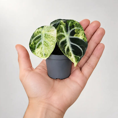 Alocasia Ninja Variegata im 6-cm-Topf auf einer Handfläche als Größenvergleich