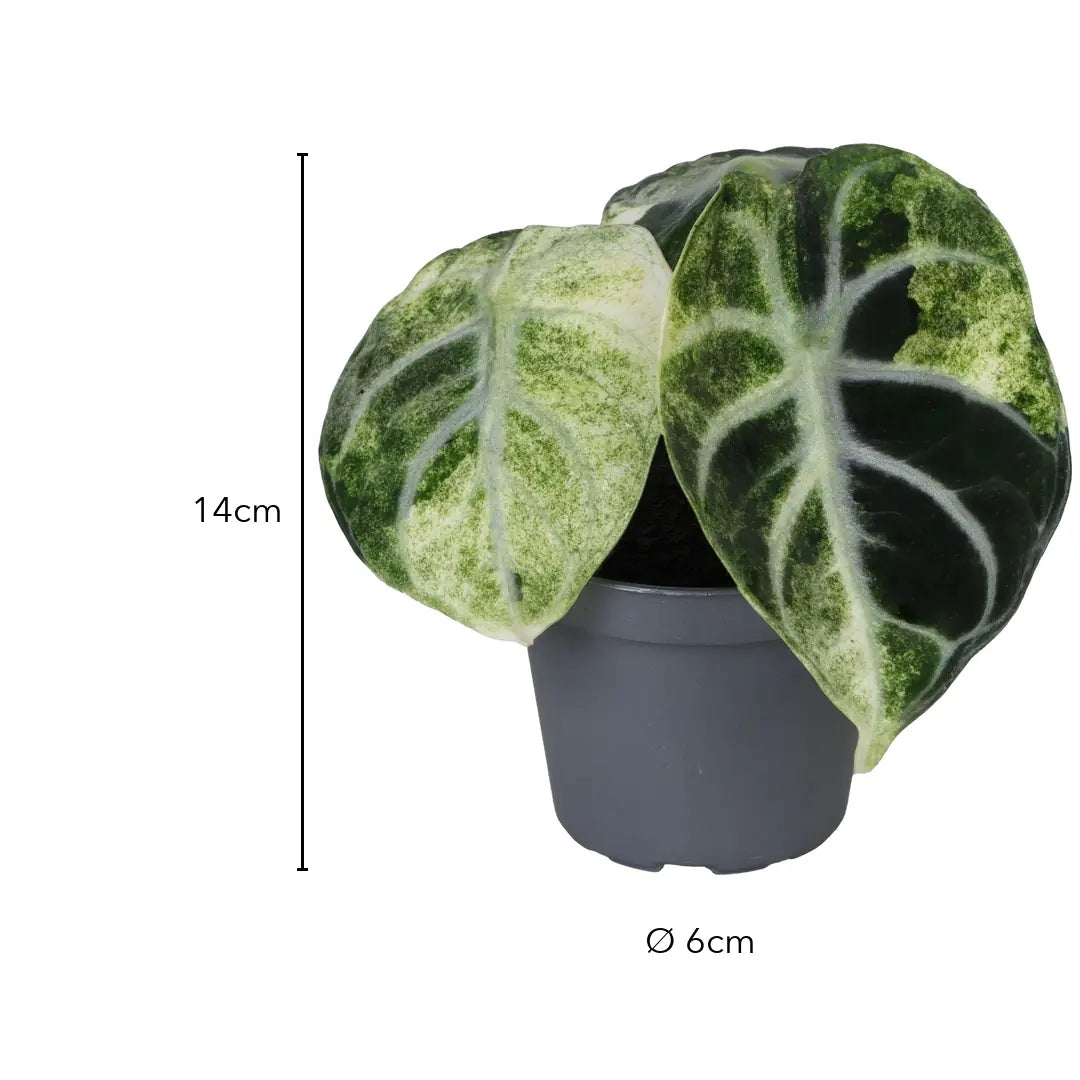 Größe Alocasia Ninja Variegata: ca. 14 cm, Topf Ø 6 cm