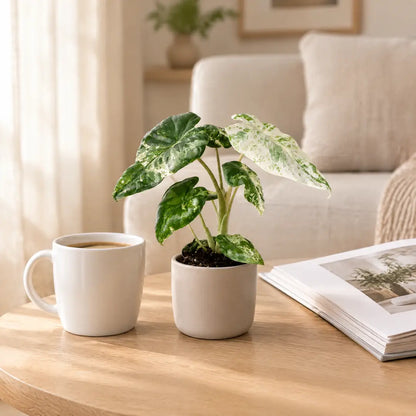 Alocasia Odora Variegata im beigen Übertopf auf einem Holztisch im hellen Wohnzimmer
