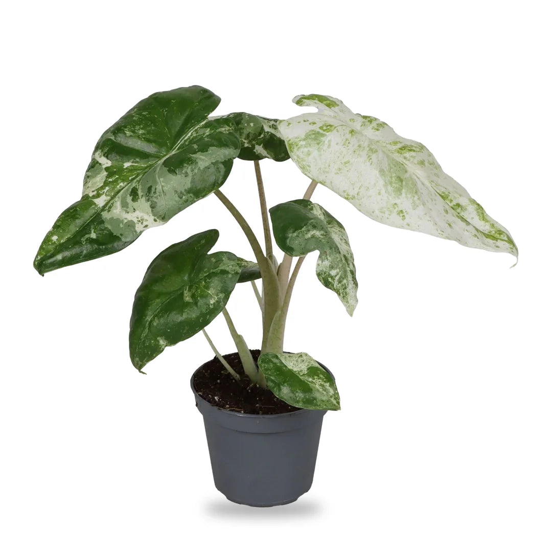 Alocasia Odora Variegata im grauen Anzuchttopf Ø 6 cm, freigestellt auf Weiß