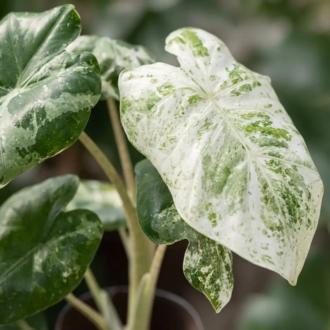 Nahaufnahme eines cremeweiß und mintgrün marmorierten Blatts der Alocasia odora Variegata