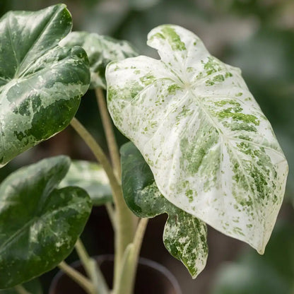 Nahaufnahme eines cremeweiß und mintgrün marmorierten Blatts der Alocasia odora Variegata