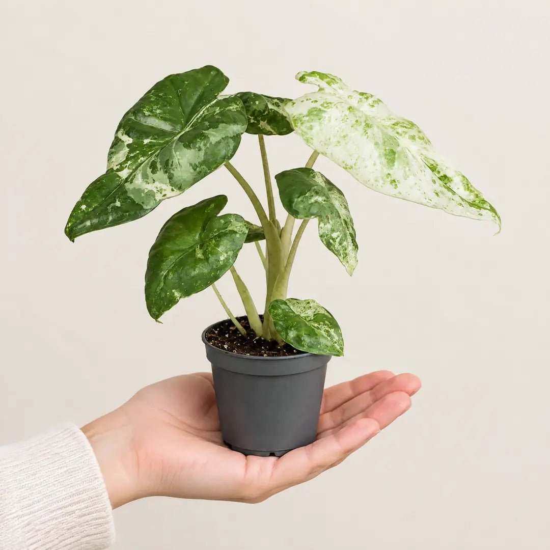 Alocasia Odora Variegata im 6-cm-Anzuchttopf auf der Handfläche als Größenvergleich