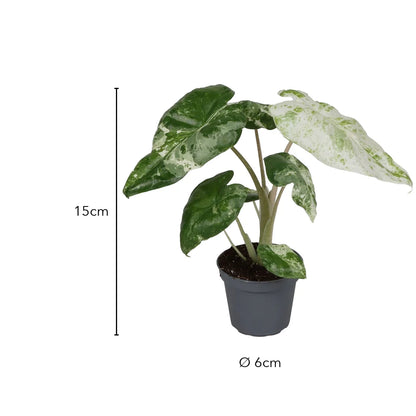 Größe Alocasia Odora Variegata: 15 cm, Topf Ø 6 cm