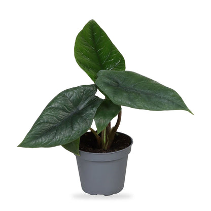 Alocasia Scalprum im grauen Anzuchttopf Ø 6 cm im Lieferzustand, freigestellt