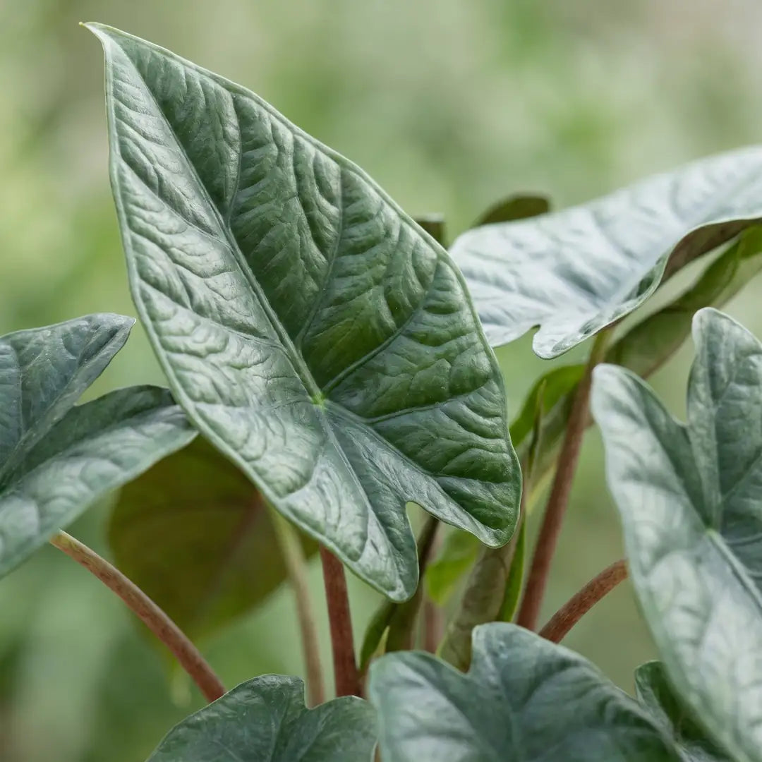 Nahaufnahme der silbrig gesteppten, lanzenförmigen Blätter der Alocasia Scalprum