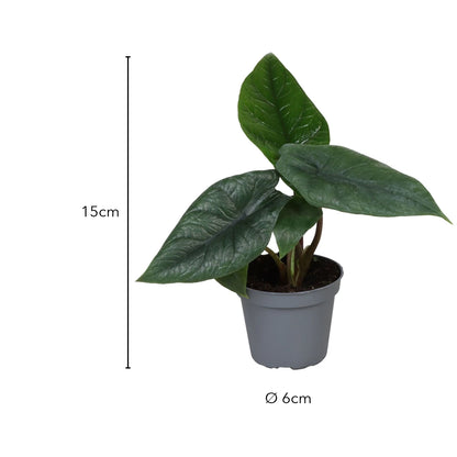 Größe Alocasia Scalprum: 15 cm, Topf Ø 6 cm