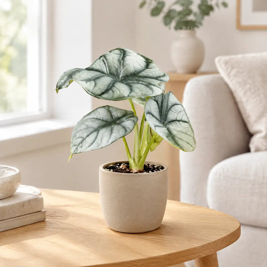 Alocasia Silver Dragon im beigen Übertopf auf einem Beistelltisch aus Eiche im hellen Wohnzimmer