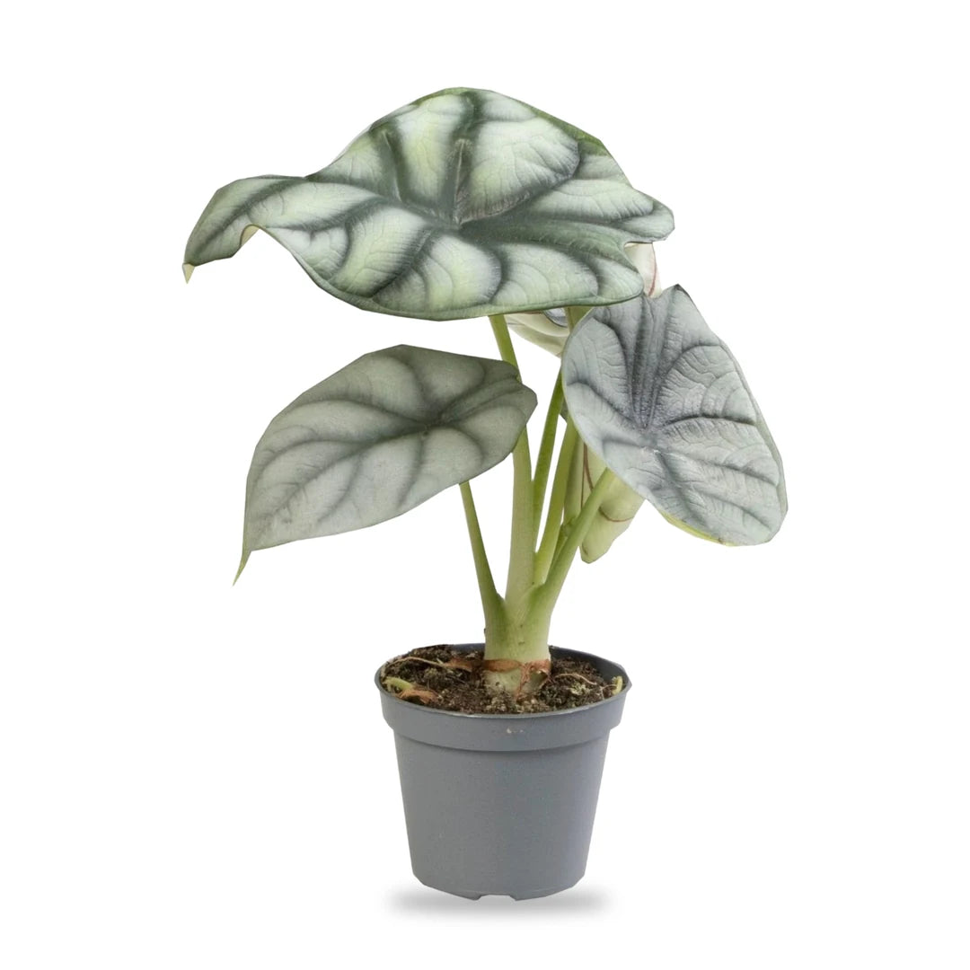 Alocasia Silver Dragon Jungpflanze im grauen 6-cm-Anzuchttopf, freigestellt