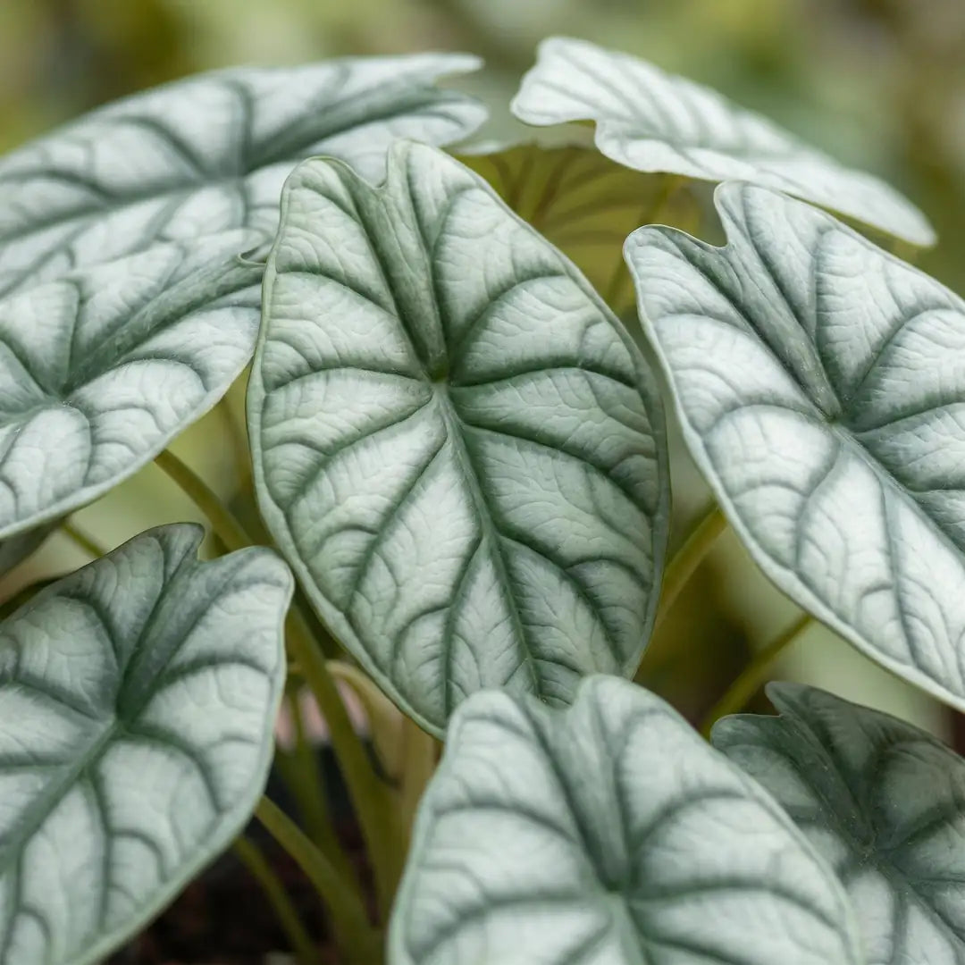 Nahaufnahme der silbermintfarbenen Blätter der Alocasia Silver Dragon mit dunkelgrünen Adern
