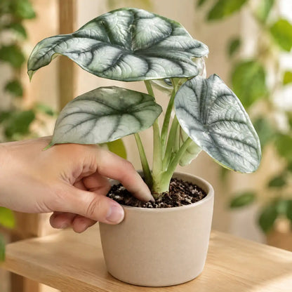 Fingerprobe in der Erde einer Alocasia Silver Dragon vor dem Gießen