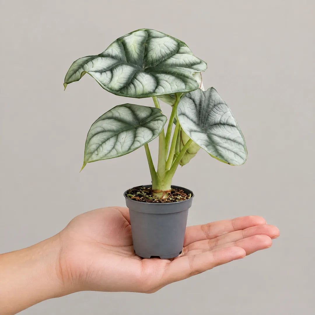 Alocasia Silver Dragon im 6-cm-Anzuchttopf auf einer Handfläche als Größenvergleich