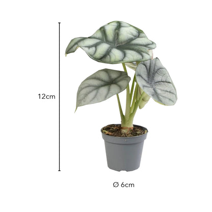 Größe Alocasia Silver Dragon: 12cm, Topf Ø 6cm