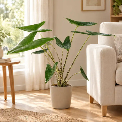 Alocasia Zebrina im beigen Übertopf neben einem Leinensessel im hellen Wohnzimmer