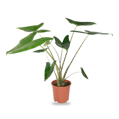Alocasia Zebrina im 21-cm-Anzuchttopf, freigestellt