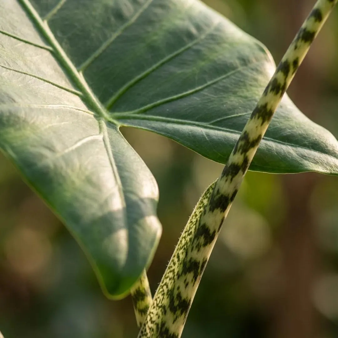 Nahaufnahme eines pfeilförmigen Blatts und des zebragemusterten Stiels der Alocasia Zebrina