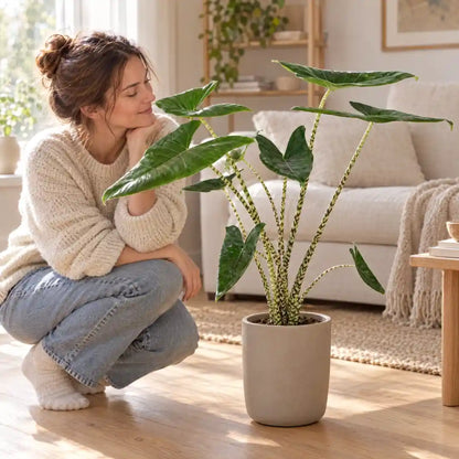 Frau betrachtet in der Hocke eine große Alocasia Zebrina im Wohnzimmer