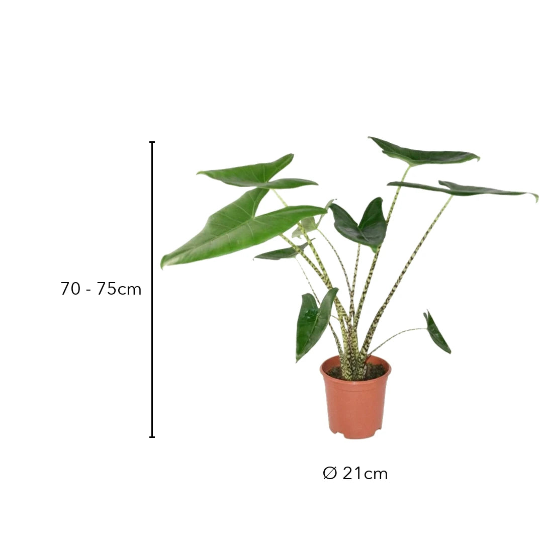 Größe Alocasia Zebrina: 70 - 75cm, Topf Ø 21cm