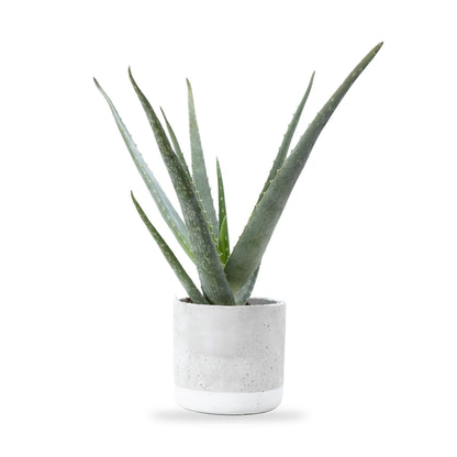 Aloe vera im Keramik-Übertopf in Betonoptik mit weißem Fußband, freigestellt auf Weiß