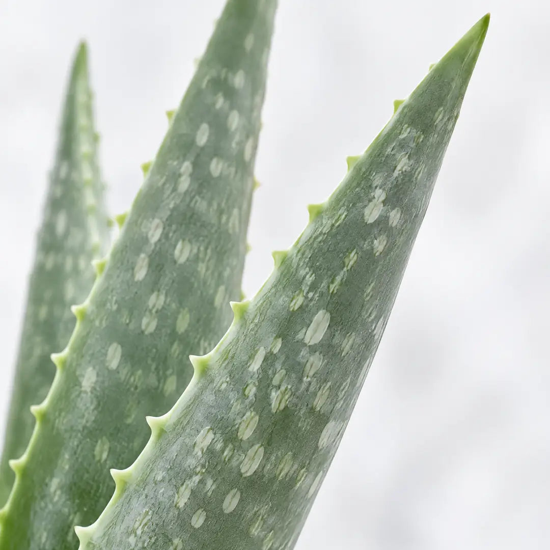 Nahaufnahme der graugrünen Aloe-vera-Blätter mit hellen Flecken und weichen Randzähnen