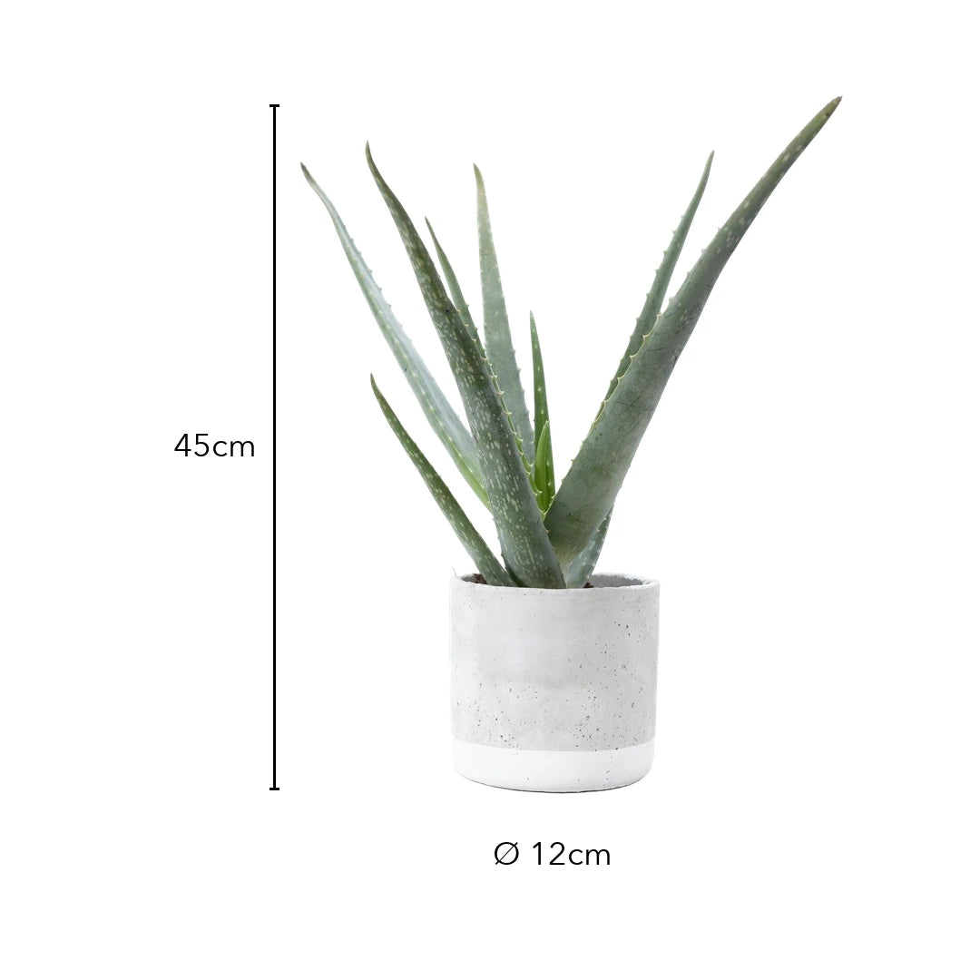 Größe Aloe Vera Pflanze: 45 cm mit Topf, Topf Ø 12 cm