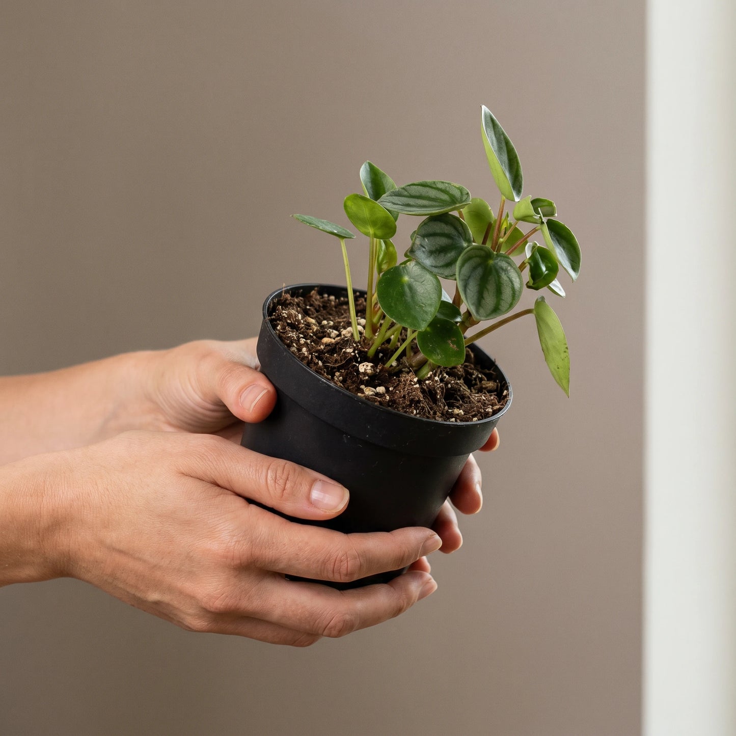 Hand hält eine kleine Zimmerpflanze aus der Außenseiterbox