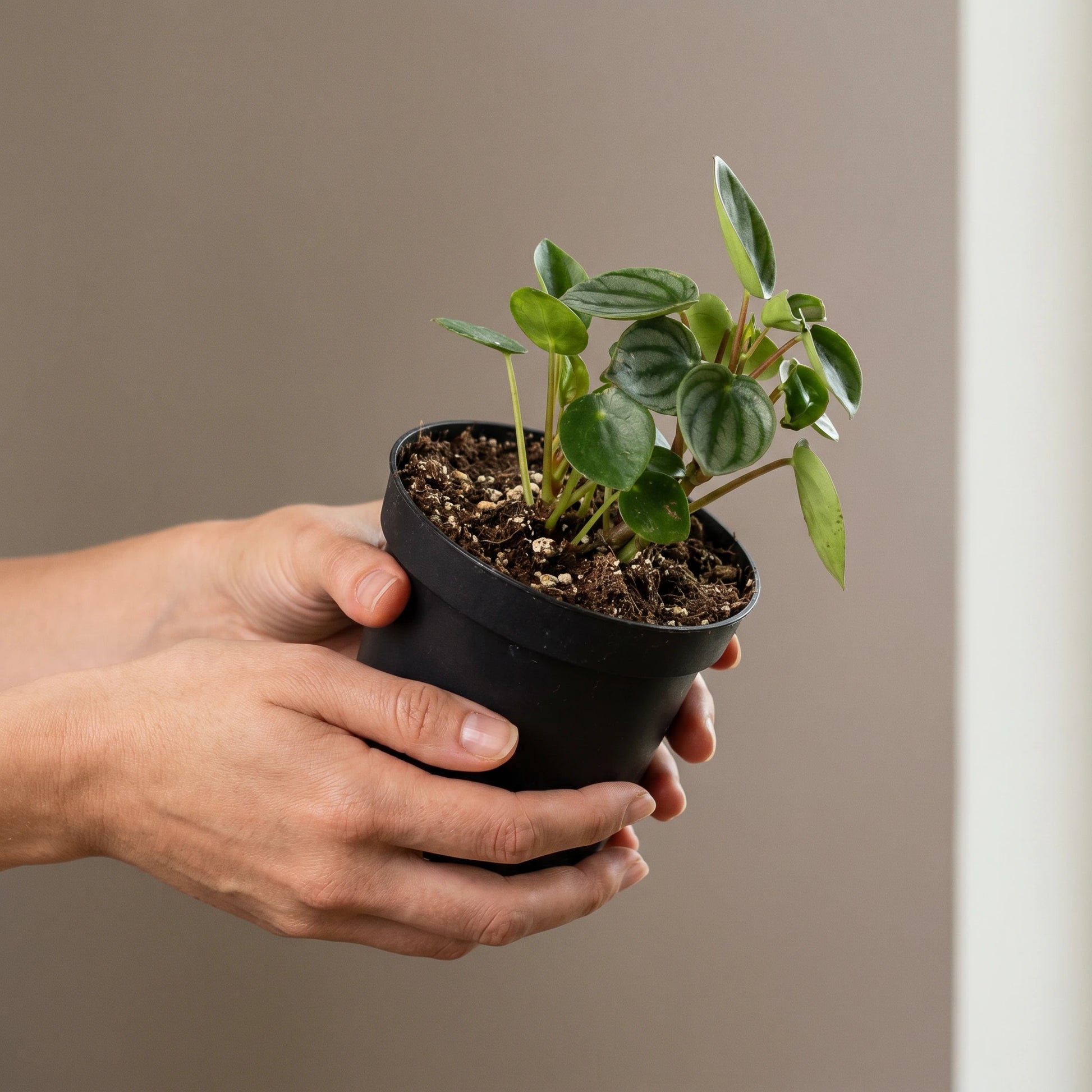 Hand hält eine kleine Zimmerpflanze aus der Außenseiterbox