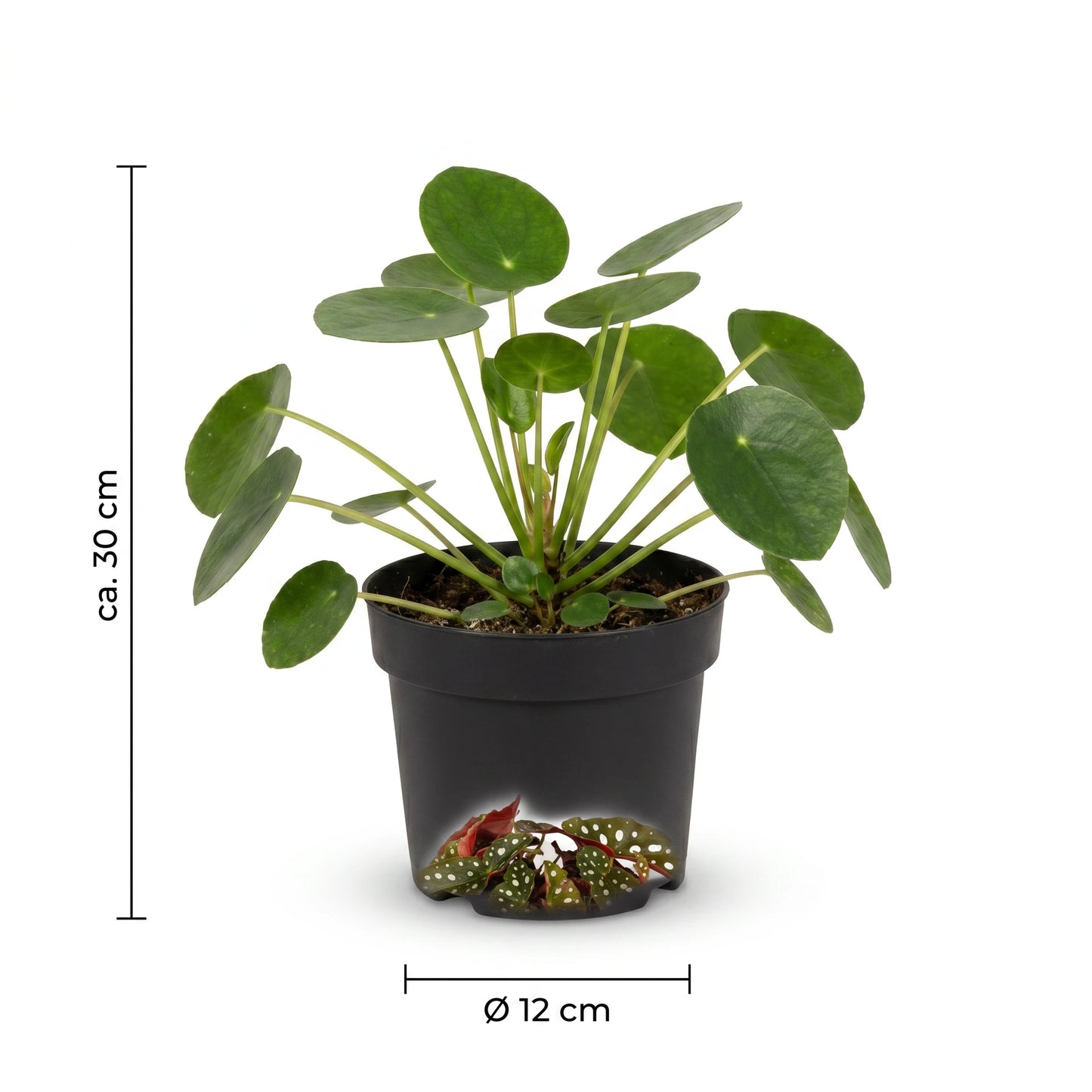 Maße der Außenseiterbox-Pflanzen: ca. 30 cm Höhe, Topf Ø 12 cm