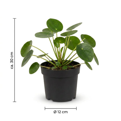 Maße der Schrägvögel-Box-Pflanzen: ca. 30 cm Höhe, Topf Ø 12 cm