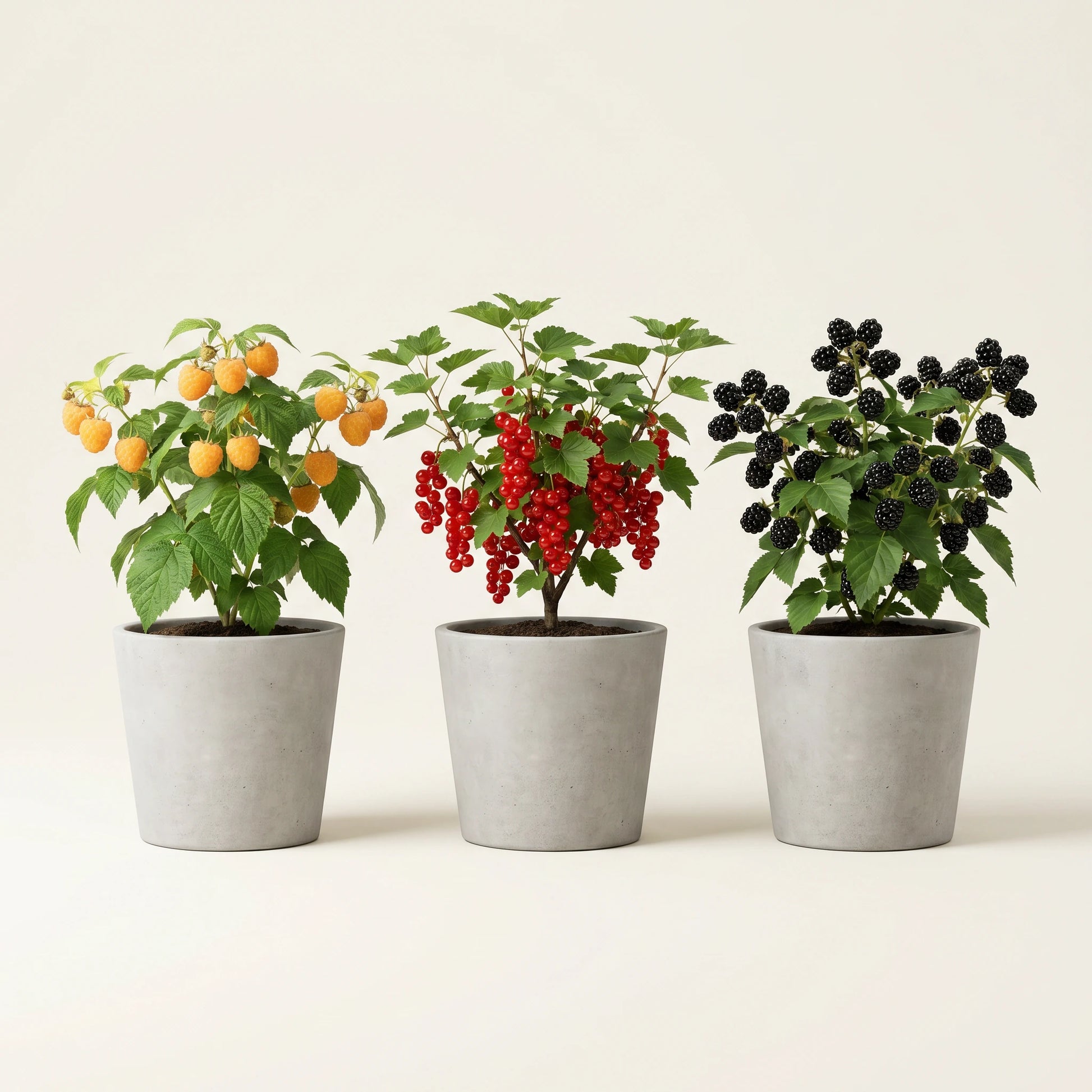Die drei Sorten des Beeren-Sets: gelbe Himbeere, rote Johannisbeere, schwarze Brombeere