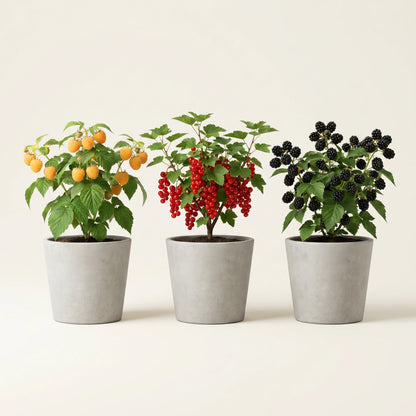 Die drei Sorten des Beeren-Sets: gelbe Himbeere, rote Johannisbeere, schwarze Brombeere