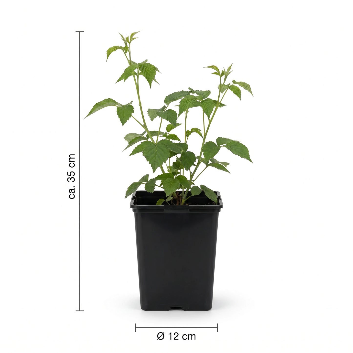 Größenangabe Beerenpflanze: ca. 35 cm Höhe, Topf Ø 12 cm