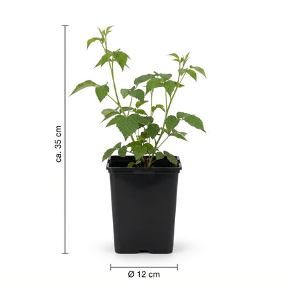 Größenangabe Beerenpflanze: ca. 35 cm Höhe, Topf Ø 12 cm