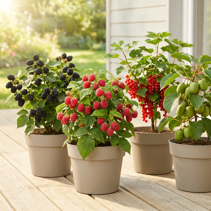 Beerensträucher-Vielfalt: Brombeere, Himbeere, rote Johannisbeere und Kiwibeere auf einer Terrasse