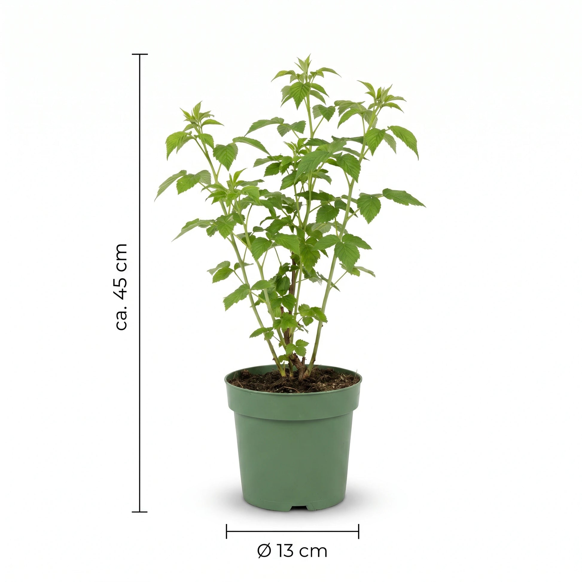 Maße: ca. 45 cm Höhe, Ø 13 cm Topf